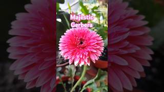 Majestic Gerbera flower 🌼 🩷 gerberaflower daisy flower nature beautiful plants shorts [upl. by Latyrc215]