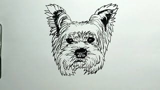 How to Draw Yorkshire Terrier Dog [upl. by Nyliram691]