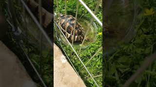 Marginated tortoise [upl. by Inalial848]