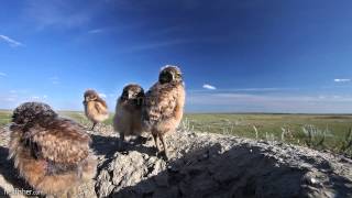 Adorable Burrowing Owl Chicks [upl. by Burn]