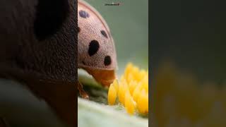 Henosepilachna cf vigintioctopunctata Coccinellidae laying eggs [upl. by Nymzaj]