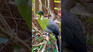 Turaco Bird  Birds  Softbills  Bird Aviary  White Cheeked Turaco  Bird Sounds  Bird Song [upl. by Lorens]