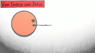 Die vorgeburtliche Entwicklung vom Embry zum Fetus  Biologie  Humanbiologie [upl. by Clim]