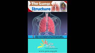 The Lungs I Structure I Biology penacademy [upl. by Ekal]