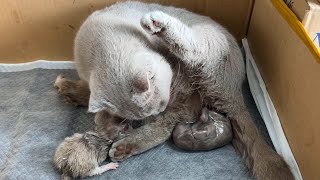 Cat Giving Birth Cat givings birth to 3 kittens of the same color  The End [upl. by Aneetsirhc]