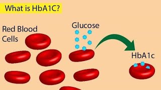 HbA1C Test Glycosylated Hemoglobin Test for Diabetes [upl. by Nrol]