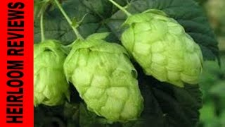 ⟹ NUGGET HOPS VINE  A quick look at the HOP vine i have growing ☮ BEER [upl. by Gayn]