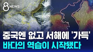 중국엔 없고 서해에 가득…바다의 역습이 시작됐다  SBS 8뉴스 [upl. by Carisa317]