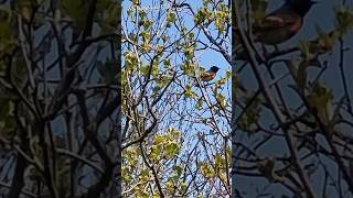 AMERICAN Redstart BIRD youtubeshorts relaxingsounds chirpingbirds warbler shorts video [upl. by Noxaj]