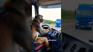 New Funny Video Monkey 🐒 Driving Truck  Maan Beimaan Status animals punjabimusic [upl. by Groveman]