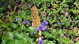 how to find morel mushrooms made easy [upl. by Aivalf]