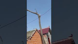 The process of breaking the big tree next to the house [upl. by Garber]