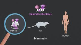 Transgenerational Epigenetics [upl. by Oirasan430]