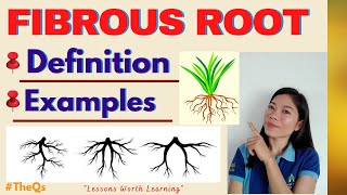 FIBROUS ROOT SYSTEM  DEFINITION EXAMPLES Science Lesson  TheQs TheQsAcademy [upl. by Nnyltiac527]