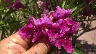 Desert willow Chilopsis linearis outside Sedona Arizona [upl. by Aleekat]