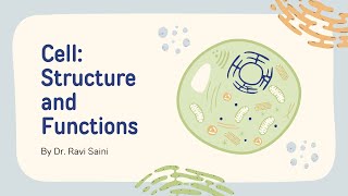 NEET NCERT Biology centrosomes [upl. by Enomad184]