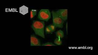 Intelligent microscopy Dividing cells automatically recorded [upl. by Lainey]