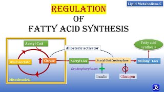 5 Regulation of Fatty Acid synthesis  Lipid Metabolism5  Biochemistry  NJOY Biochemistry [upl. by Iem]