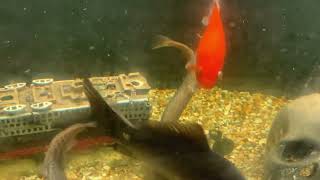 Goldfish Feeding on pellets [upl. by Ramu]