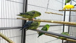 Lineolated Parakeets  Linnies [upl. by Adelice]