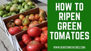 Easiest way to ripen green tomatoes indoors [upl. by Nayhr518]