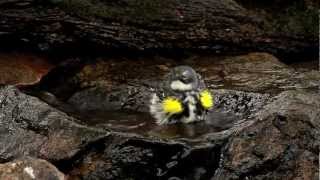 Yellowrumped Warbler in Birdbath [upl. by Enyaj]