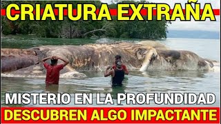 🔴MISTERIO EN LA PROFUNDIDAD🔴CRIATURA EXTRAÑA🔴DESCUBREN ALGO IMPACTANTE🔴 [upl. by Nodnyl]