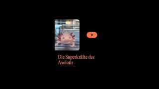 Die Superkräfte des Axolotls [upl. by Assirac]