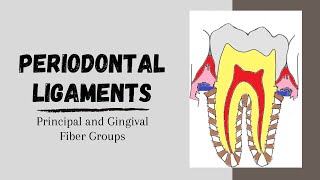 Periodontal ligaments  Principal and Gingival fibers [upl. by Atnoved]