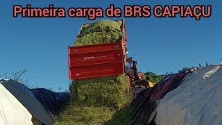 Iniciamos a silagem de BRS CAPIAÇU  TL 75 na ensiladeira JF [upl. by Htedirem675]