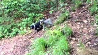 Bristol Dog Walking  Blaise Castle Woods [upl. by Aneeram]