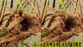 Impressive bird life  the nest located on the riverbank [upl. by Kimon]