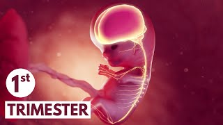 First Trimester  3D Animated Pregnancy Guide [upl. by Inal871]