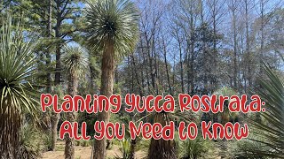 Planting Yucca Rostrata All You Need to Know [upl. by Dlanor]