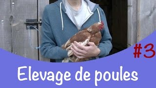 Elevage de poules  3│ La ponte [upl. by Villada244]