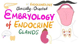 Embryology of Endocrine Glands  Pituitary Thyroid Adrenals  Endocrinology Series [upl. by Celtic]