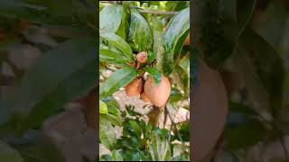 Sapodilla fruit ExoticPlantsBangladesh [upl. by Ause]