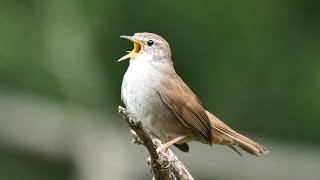 Canto di Usignolo di fiume Cettia cetti song [upl. by Lohse118]