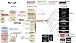 Meningitis mechanism of disease [upl. by Plath]