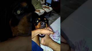 ROTTWEILER ANGRY rottweiler dog pets dogangry viralshorts trendingshorts youtubeshorts [upl. by Niltiak]