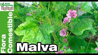 😲MALVA una hierba 🥗 COMESTIBLE etiquetada como maleza [upl. by Ecarret]