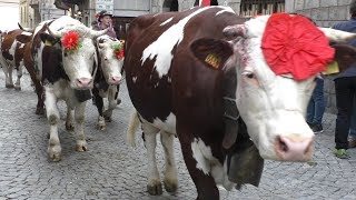 Desnalpà 2017  Transumanza per le strade di Settimo Vittone [upl. by Swithin543]