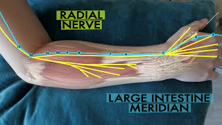 The scientific basis of acupuncture meridians [upl. by Eanat]