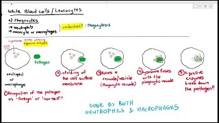 113 Phagocytes Neutrophils amp Macrophages Cambridge AS A Level Biology 9700 [upl. by Noirred257]