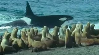 Killer Whales vs Sea Lions  Attenborough Trials of Life  BBC Earth [upl. by Aklim]