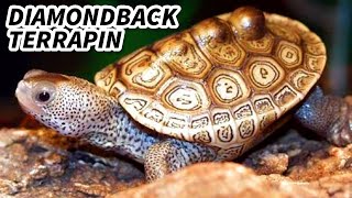 Diamondback Terrapin Facts the BRACKISH TURTLE  Animal Fact Files [upl. by Bendick418]