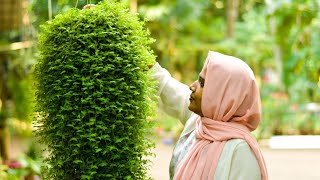 Fast growing hanging plants beautiful cascading plants in Malayalam  Botanical Woman [upl. by Roselane]