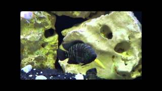 Sony HDRPJ200 Test 2Full HD Low Light Aquarium Test Epic Win [upl. by Eulaliah31]