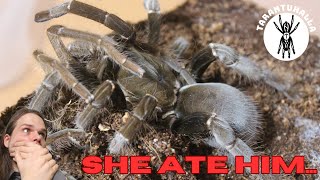 Tarantula Pairing Marathon  Hysterocrates gigas [upl. by Auhso]