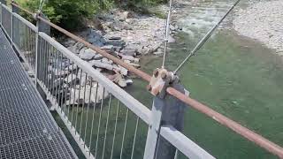 Hängebrücke über die Maggia nahe Aurigeno im Tessin Schweiz  Swiss pendant bridge over Alpine river [upl. by Barde]